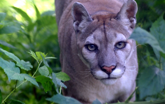 Cougar at Carolina Tiger Rescue